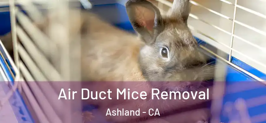 Air Duct Mice Removal Ashland - CA
